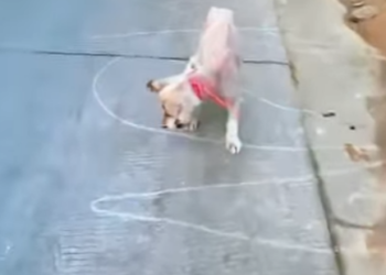 E1207002 Rescue dogs skin diseases don trust humans (Part 2)