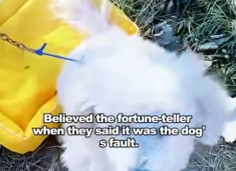 owner believed in superstition locked dog in park and (Part 2)