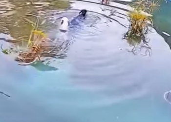 E1207001 hateful owner threw dog into pool, dog kept shaki (Part 2)