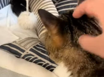 O2912016 found newborn puppy on side of puppy! (Part 2)