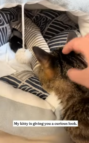 O2912016 found newborn puppy on side of puppy! (Part 2)