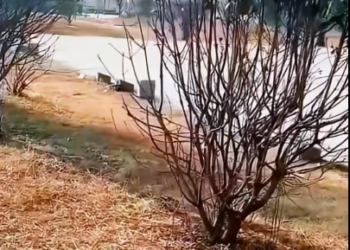 E1207005 puppy who was abandoned in park waiting death twitched (Part 2)