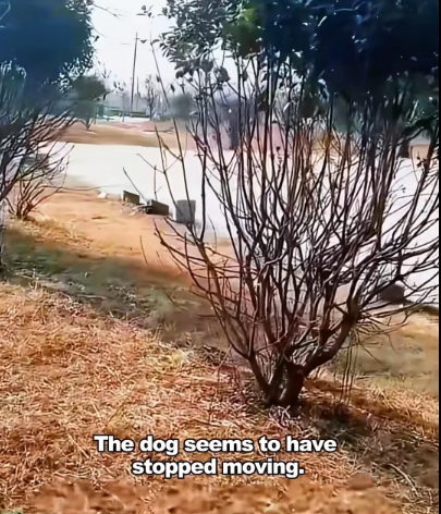 E1207005 puppy who was abandoned in park waiting death twitched (Part 2)