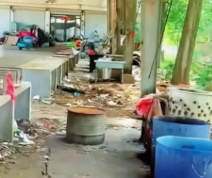 stray dogs everyone shouted at in vegetable market (Part 2)