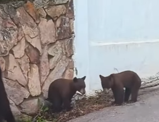 L1701004 cute little bear (Parte 2)