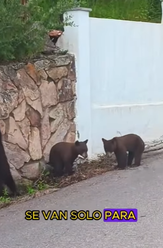 L1701004 cute little bear (Parte 2)