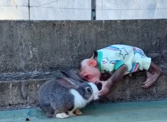 L1701003 little monkey adopted little rabbit (Parte 2)