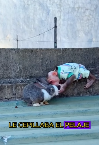 L1701003 little monkey adopted little rabbit (Parte 2)