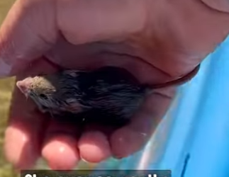 B0101009 He swims right up to her as if asking help (Part 2)