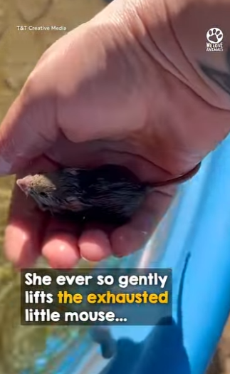 B0101009 He swims right up to her as if asking help (Part 2)