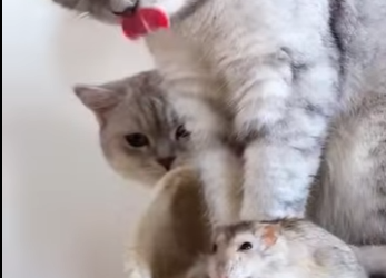 L1701006 cat treats mouse as its own child (Parte 2)