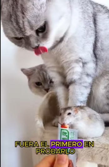 L1701006 cat treats mouse as its own child (Parte 2)