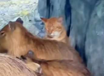 L1701005 kitten thought it was capybara (Parte 2)