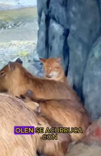 L1701005 kitten thought it was capybara (Parte 2)