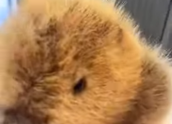 L1701007 Beaver (Parte 2)