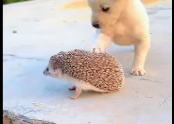 L1701002 hen adopted puppy (Parte 2)