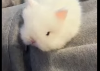 L1701010 Rescue bunny (Parte 2)