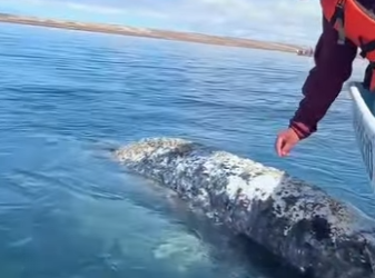 L1701012 Every life deserves a second chance (Parte 2)