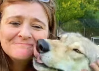 L1701001 ferocious wolf turns into cute dog (Parte 2)