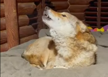 L1701009 wolf was trapped in front of car (Parte 2)