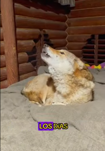 L1701009 wolf was trapped in front of car (Parte 2)