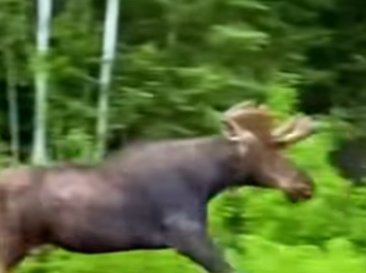 L1701013 Love arrives when hope is fading (Parte 2)