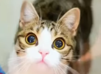 L1701014 Kindness can change a destiny (Parte 2)