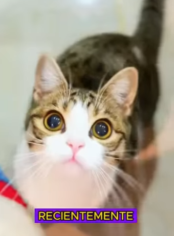 L1701014 Kindness can change a destiny (Parte 2)