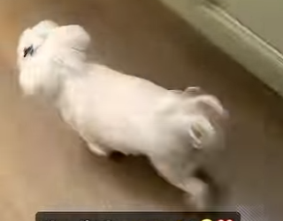 B0101016 most adorable little dance ve seen daisydog (Part 2)