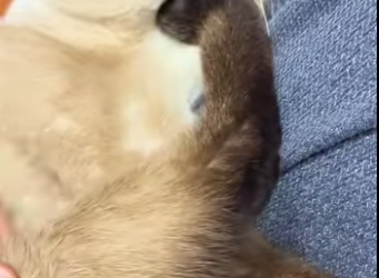 L1701011 Cat dad his dog kid (Parte 2)