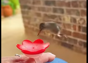 L1701008 Hummingbird trapped in line (Parte 2)