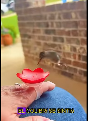 L1701008 Hummingbird trapped in line (Parte 2)