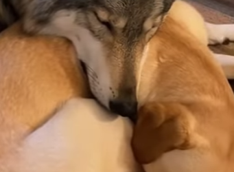 S1701012 Mon chien adopté un louveteau et ce qui est passé ensuite est (Parte 2)