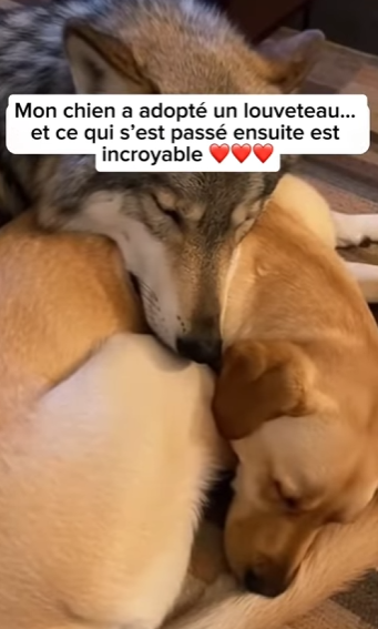 S1701012 Mon chien adopté un louveteau et ce qui est passé ensuite est (Parte 2)