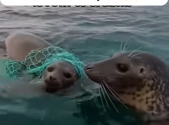 S1701005 phoque demandé de aide en pleine mer et ce qu il montré (Parte 2)