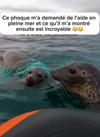 S1701005 phoque demandé de aide en pleine mer et ce qu il montré (Parte 2)