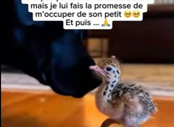 S1701006 ai pas pu sauver cette autruche mais je lui fais la promesse de (Parte 2)