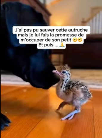 S1701006 ai pas pu sauver cette autruche mais je lui fais la promesse de (Parte 2)