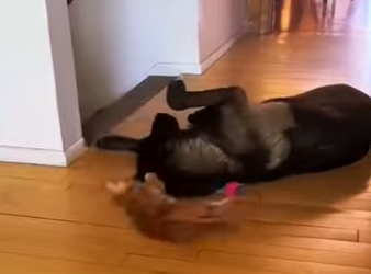 S1701007 MON BERGER ALLEMAND ADOPTE CE CHATON ABANDONNÉ ET NOUE UNE AMITIÉ IN (Parte 2)