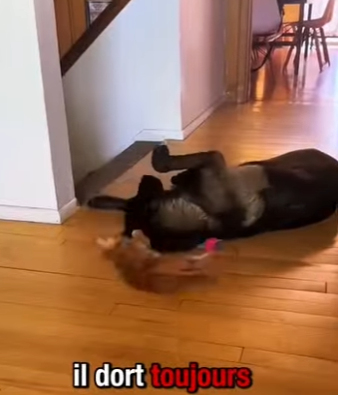 S1701007 MON BERGER ALLEMAND ADOPTE CE CHATON ABANDONNÉ ET NOUE UNE AMITIÉ IN (Parte 2)