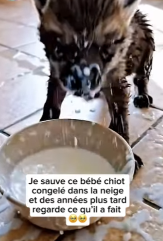 S1701003 Je sauve ce bébé chiot congelé dans la neige et des années plus tard (Parte 2)