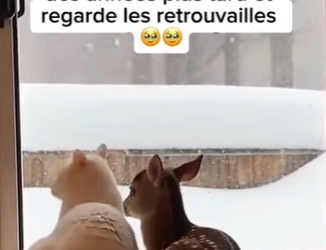 S1701004 Mon chat élevé un bébé faon et ils se retrouvent des années plus (Parte 2)