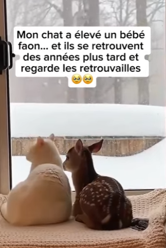 S1701004 Mon chat élevé un bébé faon et ils se retrouvent des années plus (Parte 2)