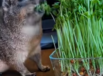 S1701010 Et il me reserve une drôle de surprise (Parte 2)