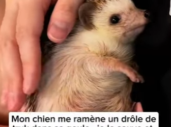 S1701011 Regarde ce que mon chien me ramène srx (Parte 2)