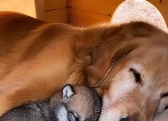 S1701008 CETTE MAMAN LOUP SE SACRIFIE POUR SAUVER SON PETIT DE LA MORT MAI (Parte 2)