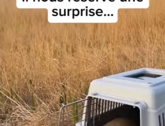 S1701009 Regarde ce (Parte 2)