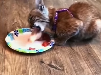 S1701002 Je pensais avoir sauvé un simple chaton mais en grandissant, ai (Parte 2)