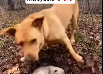 S1701013 Par C, une maman renard frappé ma porte pour sauver son pet (Parte 2)