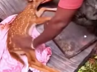 R1701001 Rescata al ciervo (Parte 2)